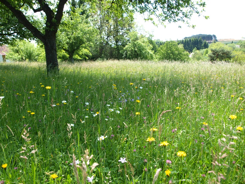 Exkursion in die Streuobstwiese: Tiere und Pflanzen