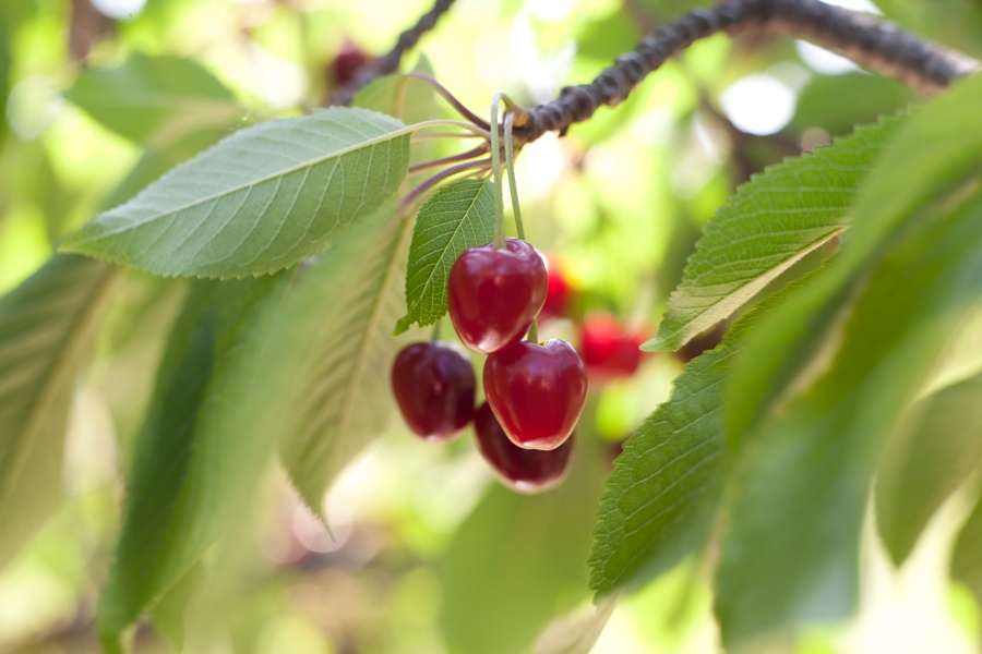 Kirschentag im Streuobst-Zentrum