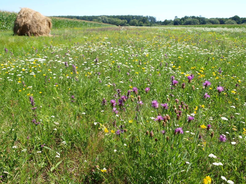 Exkursion in die Streuobstwiese: Essbare Wiesenblumen und Wildkräuter