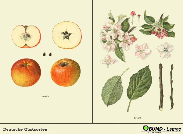 Freiherr von Berlepsch