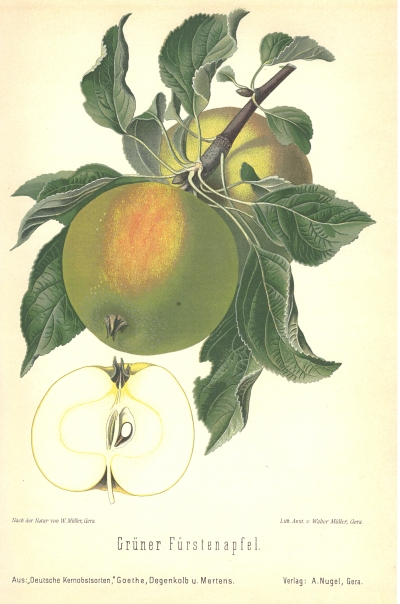 Grüner Fürstenapfel
