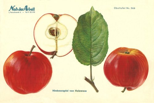 Himbeerapfel von Holovaus