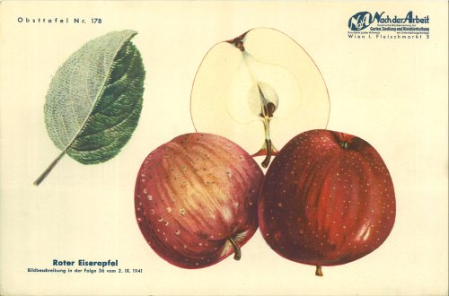 Roter Eiserapfel