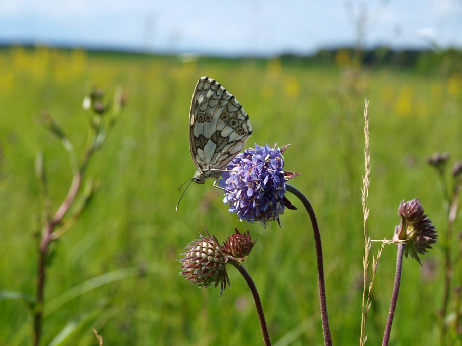 Streuobst Kompetenzzentrum