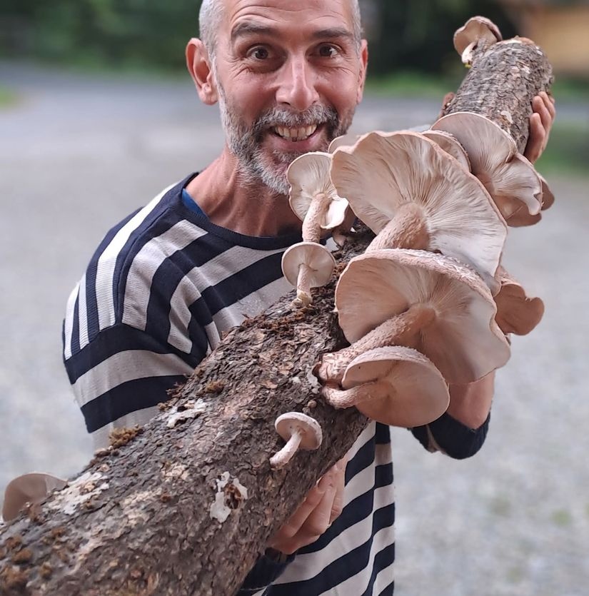 Shiitake - Pilzzucht mit allen Sinnen mit Niko Reinberg