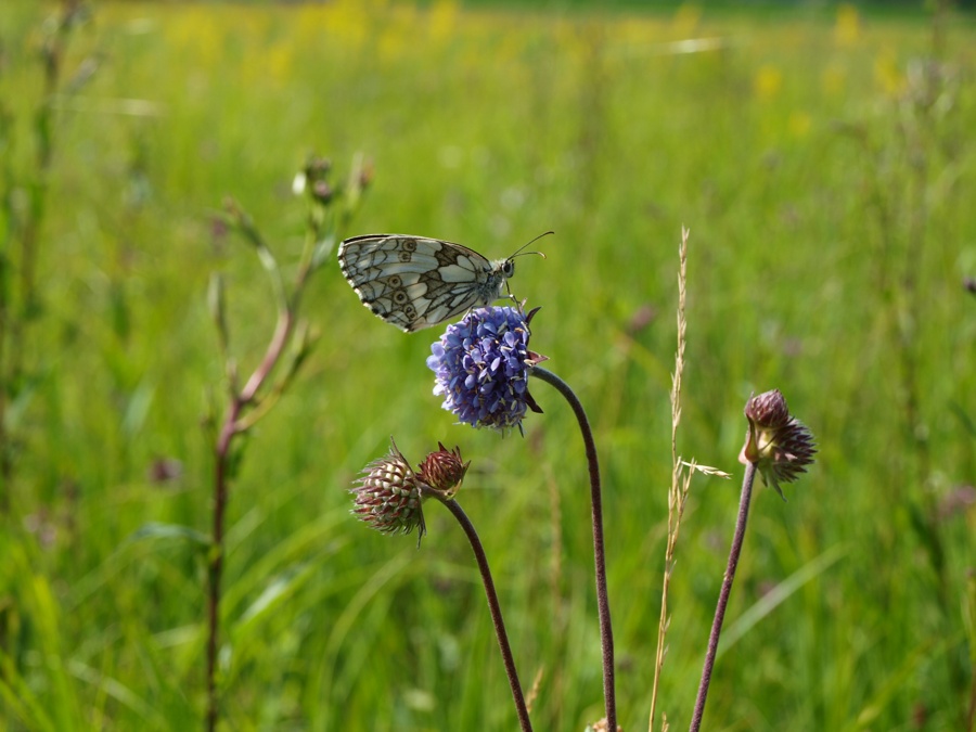 ABGESAGT: Insekten erforschen in den Streuobstwiesen - für Jung und Alt